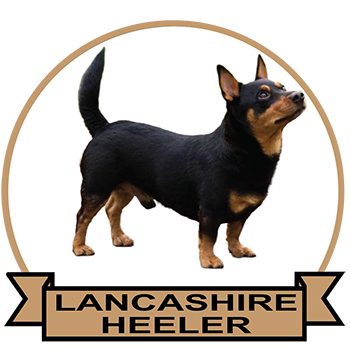 (image for) Lancashire Heeler (LANC133)